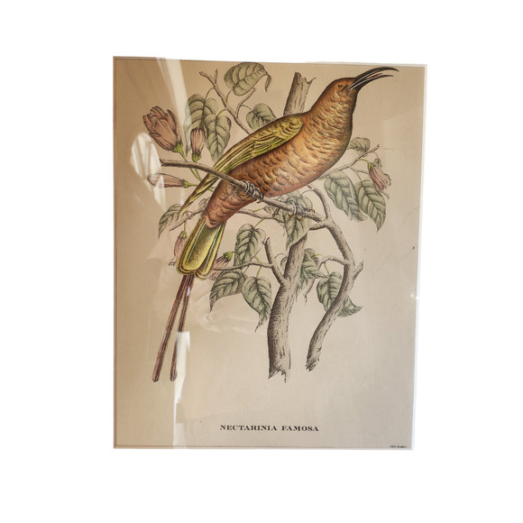 Framed J. & E. Gould - Nectarina Famosa Lithograph Print 17 1/2 x 21 1/2" - Picture 11 of 16